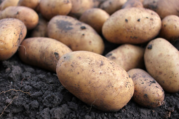 Freshly dug organic potatoes on a field. Newly harvested potatoes on the ground