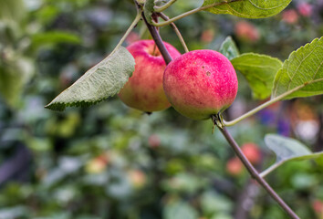 red apples on a branch