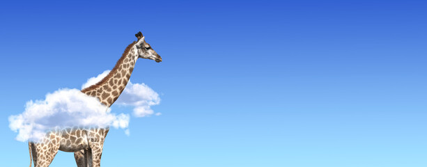 Horizontal banner with giraffe above clouds
