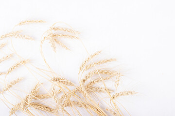a bunch of Golden wheat ears on a white background