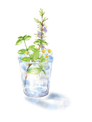 グラスの水に挿したハーブ