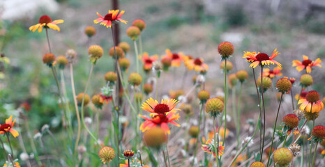 Gaillardia pulchella flowers in the garden.