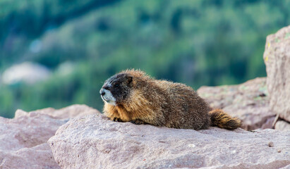 Yellow-bellied Marmot (Marmota flaviventris) on Brian Head Peak, Brian Head , Utah, USA