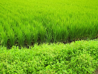 青田と掃溜め菊咲く畦の風景