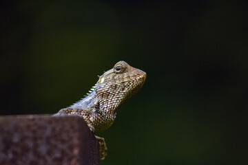 bearded dragon lizard