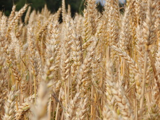 field of wheat