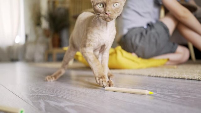 funny beige active kitten plays with color wooden pencils against little boy sitting on floor with pillow and carpet in light living room close view
