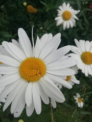 Fototapeta premium daisies in a garden