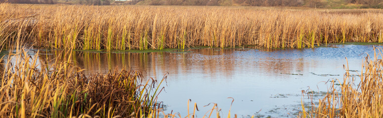 The lake is overgrown with reeds