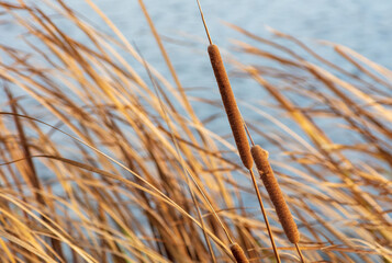 The reed grows near the reservoir