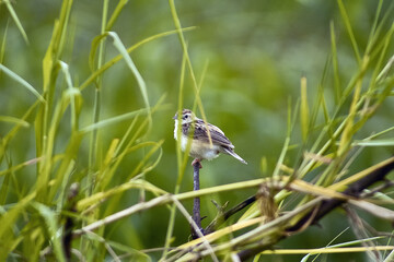 bird in the grass