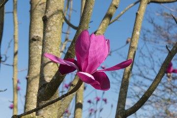 Bright Pink Spring Flowers on a Deciduous Magnolia Tree (Magnolia sprengeri 'Marwood Spring') with a Bright Blue Sky Background Growing in a Garden in Rural Devon, England, UK © Peter