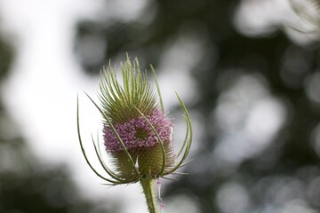Profile of thistle flower head against soft blurred background with copyspace