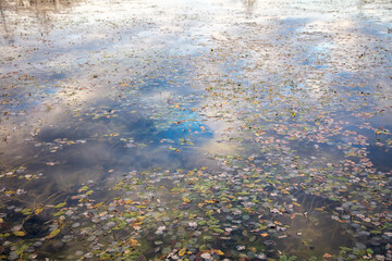Clouds in the sky with reflection in the lake at sunset.