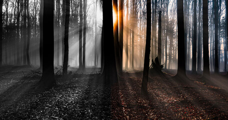 sunrise in an old foggy forest - in color and in black and white - happy and unhappy life