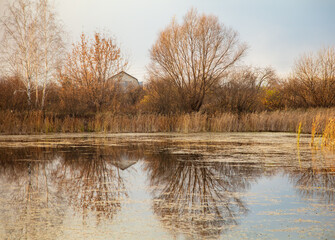 Trees near the lake at sunset.