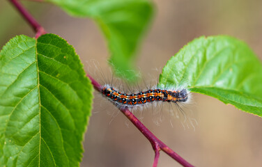 Hairy caterpillar on a plant close-up.