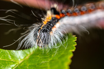 Hairy caterpillar on a plant close-up.