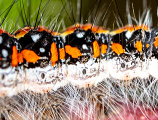 Hairy caterpillar on a plant close-up.
