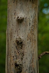 Fototapeta premium Trunk of old dead tree full of worm holes and tracks on the surface of the hardwood.