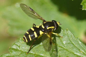 Hoverfly, Superb Dayglower, Xanthogramma pedissequum on a leaf. Family Syrphidae  In a Dutch garden. Netherlands, May 