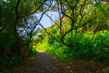Fototapeta na wymiar Linshanbi Trail at Sanzhi District in New Taipei City of Taiwan