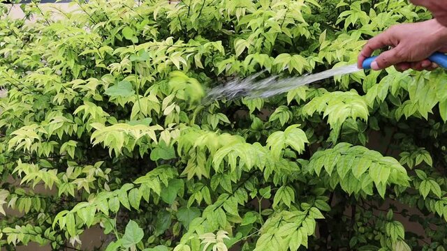 Hand watering with blue rubber hose to green wrightia religiosa tree in the garden.