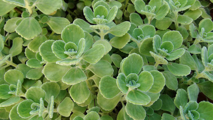 Coleus amboinicus blooming in the field in summer season. Coleus amboinicus is a semi-succulent perennial plant with a pungent oregano-like flavor and odor.