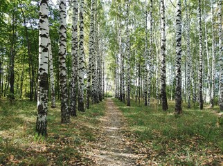 Naklejka premium path among a birch grove on an autumn day