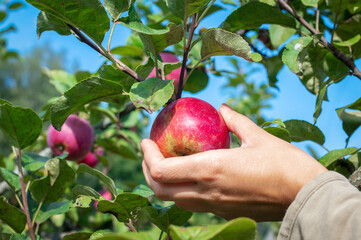 View on white female hands take fresh, ripe, red apples from an apple tree. Traditional collecting handmade organic fruit. Apples Red ripened on a tree.