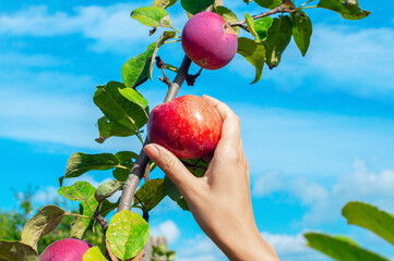 A young woman's hand reaches for a tall branch of an apple tree to pick a red ripe apple. Low angle...