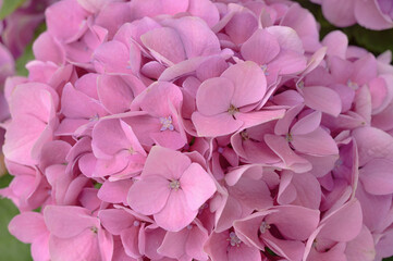 Obraz premium Floral background of pink hydrangea flowers close up.
