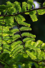 Metasequoia on a sunny day in the park
