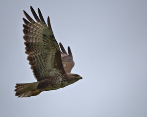 Common buzzard , Buteo buteo in flight.