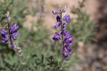 Raceme inflorescence of purple blooming from Arizona Lupine, Lupinus Arizonicus, Fabaceae, native herbaceous hermaphroditic annual in Joshua Tree National Park, Southern Mojave Desert, Springtime.