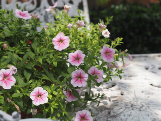 Wave pink color Petunia Hybrida, Solanaceae, name flower bouquet beautiful on blurred of nature background