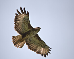Common buzzard , Buteo buteo in flight.