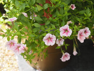 Wave pink color Petunia Hybrida, Solanaceae, name flower bouquet beautiful on blurred of nature background