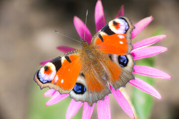 Aglais io - European peacock - peacock butterfly