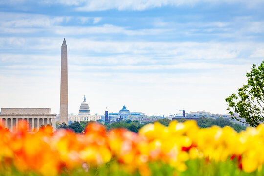 National mall Lincoln memorial Washington Monument obelisk and United States Capitol Building behind the tulips