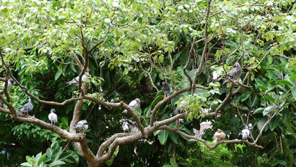 Wild doves on the trees in field. Pigeon is a common name for birds of the taxonomic family Columbidae, particularly the rock pigeon.