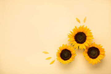 Beautiful fresh sunflowers with leaves on yellow background. Flat lay, top view. Thanksgiving day, Halloween Holiday concept with copy space. Harvest time, agriculture. Sunflower natural background