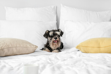 Cute dog on bed at home