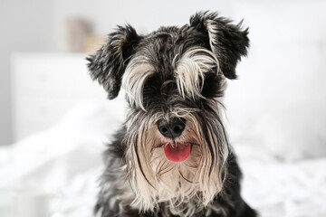 Cute dog on bed at home