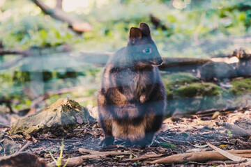 cute wallaby in the bush along bush trail shot from behind a fence
