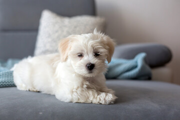 Cute little maltese dog puppy, sitting on the couch at home, looking at camera