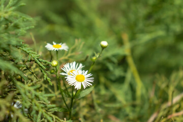 Camomile flower white in the garden. Beatiful and bright camomile blossom.