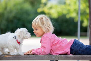 Child, cute boy, playing with dog pet in the park, maltese dog and kid enjoying friendship