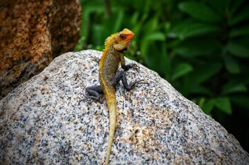lizard on rock