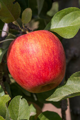 Nuance de couleurs d'une pomme a bouche